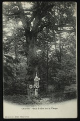 Gros Chêne de la Vierge à Chaville