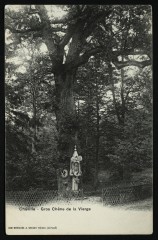 Gros Chêne de la Vierge à Chaville