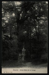 Gros Chêne de la Vierge à Chaville