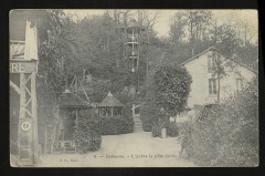 Robinson - L'Arbre le plus élevé au Plessis-Robinson