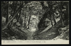 L'Allée de Tranche-Montagne à Saint-Cloud