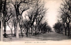Avignon Les allées de l'Oulle
