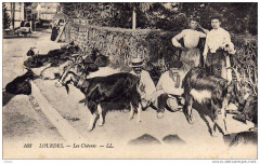 Chevres à Lourdes à Lourdes