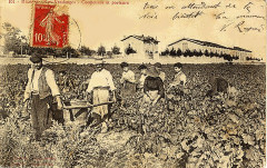 Beziers - Les vendanges, coupeuses et porteurs