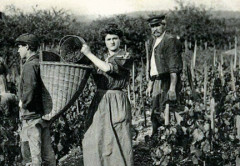 Vendange 1900 -
													France
												