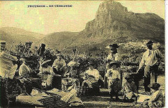 Vendanges à Saint-Jeannet -
													83 Var
												