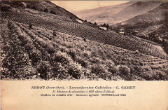 Annot lavanderaies cultivées 1920