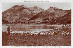 Col et lac d'Allos moutons