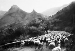 Descente d´alpage vers Sisteron