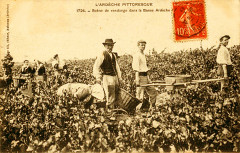 Ardeche vendanges 1908