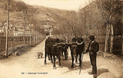 Attelage de vaches sur le chemin de saint Régis Gr 430
