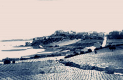 Aude Le vignoble de Badge en 1931