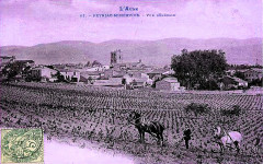 Labour à cheval des vignes dans l'Aude à Peyriac-Minervois