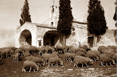 Eygalières Troupeau devant la chapelle Saint-Sixte
