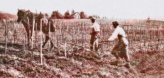 Labour des vignes à cheval à Courcôme -
													16 Charente
												