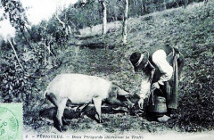 Périgueux caveur de truffes et son cochon