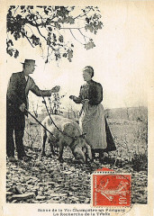 Périgueux recherche de la truffe