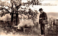 Sarlat cavage de la truffe -
													24 Dordogne
												