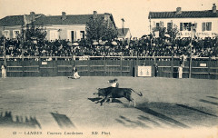 Landes - Courses Landaises 2