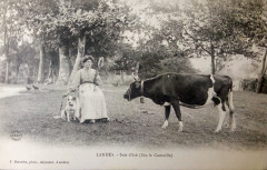 Landes - Eté