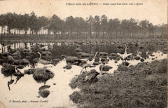 Landes - Hiver