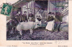 Landes - La Heste dou porc 1