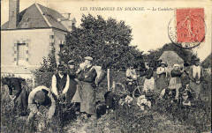 Vendanges à Cour-Cheverny 1905 -
													41 Loir et Cher
												