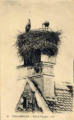 Phalsbourg - nid de cigognes
