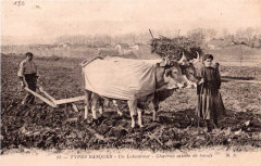 Au Pays Basque - un laboureur -
													33 Gironde
												