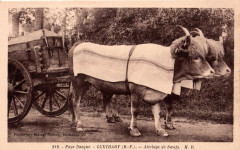 Guéthary (64) - attelage de boeufs