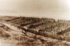 Vignes des dunes d'Anglet avant le phylloxéra
