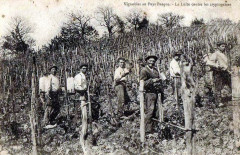 Vignobles du pays basque -
													64 Pyrénées Atlantiques
												