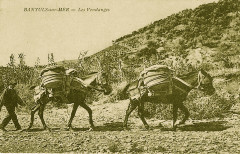 Vendanges Banyuls 1920 -
													66 Pyrénées Orientales
												