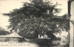 Carte postale du cèdre du Liban planté à Torcy en 1834
