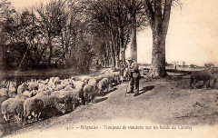 Brignoles troupeau de mouton -
													83 Var
												