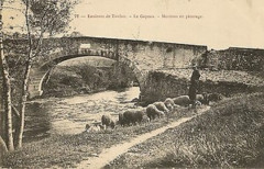 Moutons pâturant sur les rives du Gapeau Var