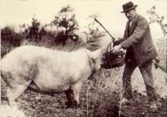 Rabassier dans le Var