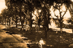 Cayenne le boulevard Jubelin et ses manguiers