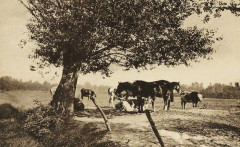 Normandie, pour Auguste Bunoust