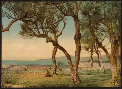 Olive trees, Mentone, Riviera-LCCN2001699306