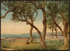 Olive trees, Mentone, Riviera-LCCN2001699306