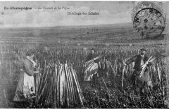 Défichage en Champagne 1005442