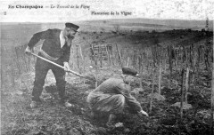 Plantation Champagne 1005443 -
													51 Marne
												