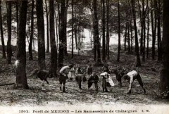 Ramasseurs de châtaignes - Forêt de Meudon