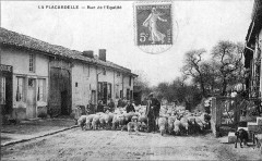 Cp 07869 La Placardelle sortie des moutons