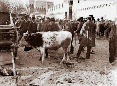 Avignon Marché aux bestiaux aux remparts lors de la foire Saint-André -
													France
												