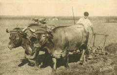Herse avec 2 boeufs