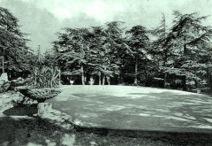 Cabrières-d'Avignon Forêt de cèdres
