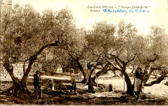 Le Thor cueillette des olives