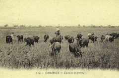 Taureaux au pâturage -
													30 Gard
												